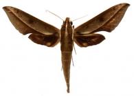 Xylophanes amadis  (Stoll, 1782)