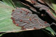 Brassolis sophorae