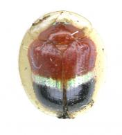 Charidotis tricolor Boheman, 1855