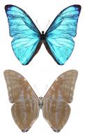 Morpho marcus marcus (Schaller, 1785)