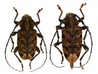 Oedopeza apicale  (Gilmour, 1962)  ♂ & ♀