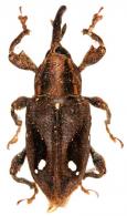 Heilipodus suspensus  (Pascoe, 1881)