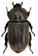 Amblyoproctus cornutus  Dechambre, 2008