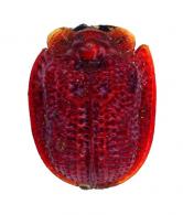 Spaethiella costipennis (Boheman, 1850)