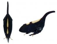 Enchenopa sp1