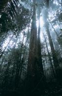 Forêt primaire 