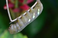 Eumorpha anchemolus