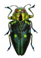Actenodes obscuripennis  Laporte & Gory, 1837