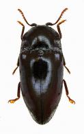 Lissomus bifloccosus Castelnau,1835