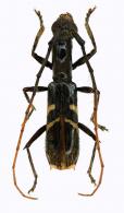 Gnomidolon humerale  Bates, 1870
