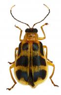 Diabrotica sp28