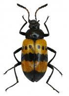 Poecilesthus sexmaculatus Pic, 1918