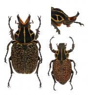 Inca clathrata  (Olivier, 1792)  ♂ & ♀