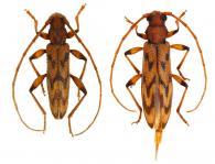 Phrynocris notabilis  Bates, 1867  ♂ & ♀