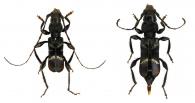 Argyrodines pulchella  Bates, 1867 ♂ & ♀