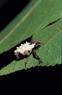 Phaedropus candidus