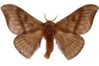 Hylesia rex  Dyar, 1913
