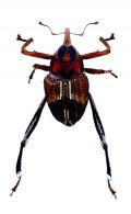 Conoderinae Gen sp32