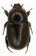 Tomarus ebenus  (De Geer, 1774)
