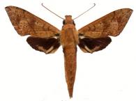 Xylophanes rufescens  (Rothschild, 1894)