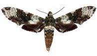 Manduca albiplaga (Walker, 1856)