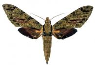 Amphimoea walkeri  (Boisduval, 1875)