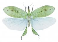 Ensifera Gen sp1