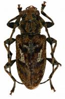Psapharoctes hermieri   Tavakilian & Neouze, 2007