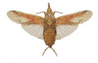 Enhydria tessalata (Walker, 1851)