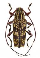 Colobothea appendiculata  Aurivillius, 1902