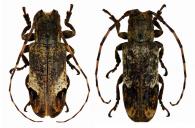 Trestonia turbula  Monné & Fragoso, 1984  ♂ & ♀