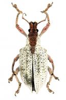 Compsus niveus  (Fabricius, 1787)