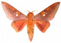 Adelowalkeria plateada (Schaus, 1905)