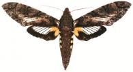 Cocytius antaeus (Drury, 1773)