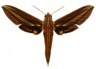 Xylophanes titana  (Druce, 1878)