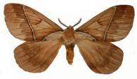 Pseudodirphia eumedide (Stoll, 1782)