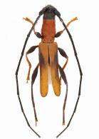 Necydalopsini ? Gen sp G83