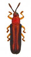 Hispinae Gen sp17