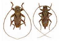 Nyssodrysternum proximum Monné & Tavakilian, 2011  ♂ & ♀ 