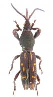 Estenorhinus dispar (Linnaeus, 1758)