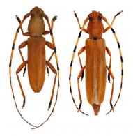 Neoeme annulicornis  (Buquet, 1859) ♂ & ♀