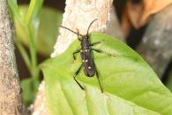 Zonotylus interruptus