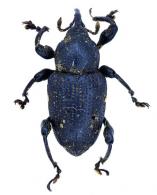 Marshallius multisignatus  (Boheman, 1835)