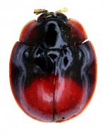 Calliaspis sp