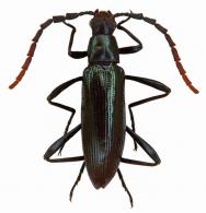 Otocerus sp2