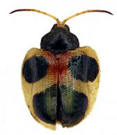 Spilophora trigemina (Guérin, 1844)