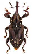 Molytinae Gen sp34