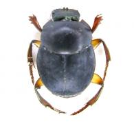 Canthon sp1