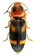Platycrepidius dewynteri Chassain, 2009