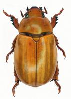 Pelidnota (Pelidnota) laevessima cayennensis () 